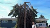 Kelowna man bemoans 'awful,' unexpected FortisBC tree work