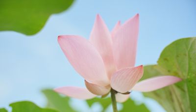 暑假出遊好去處！桃市蓮花園休閒農業區精彩活動不間斷