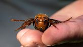 The infamous and invasive ‘murder hornet’ gets a new name