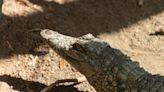 La culebra de California pone al lagarto gigante de Gran Canaria en riesgo de extinción