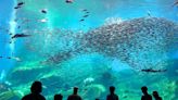 「仙台海洋森林水族館」的享樂方法！斑點莎瑙魚群與近距離的海豚秀