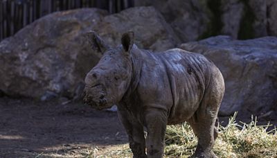 Nace en un zoológico chileno la tercera cría de rinoceronte blanco de Suramérica