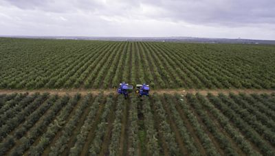 ‘Boom’ del olivar: sin árboles para todos
