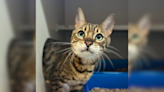 Sacramento SPCA Pet Of The Week: Mochi! | NewsRadio KFBK | Sacramento SPCA Pet of the Week