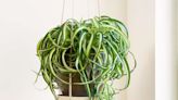 10 Easy-Care Indoor Plants That Are Safe for Cats