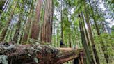 Redwoods National Park: 10 Things To Know Before You Go