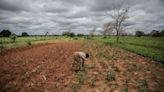 IMF More Than Halves Drought-Hit Zambia’s 2024 Growth Forecast