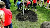 Students plant tree at All Saints Catholic School