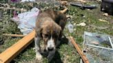 Dog emerges from debris from Saturday's deadly EF-2 tornado in Cooke County