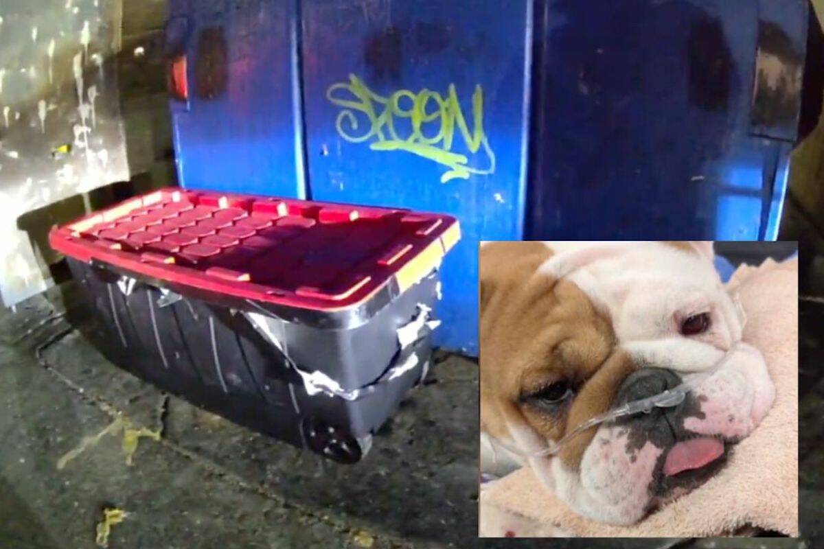 $50K reward offered for info on Las Vegas dog left in taped-shut container