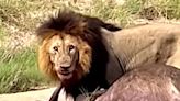 Lion Takes Down A Buffalo But What He Does Next Is Truly Impressive