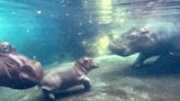 Fiona the hippo meets her brother Fritz for the first time