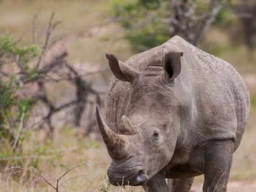 South African Scientists Inject Radioactive Material Into Horns Of Rhinos To Combat Poaching - News18