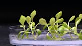 Scientists find a way to grow plants in complete darkness