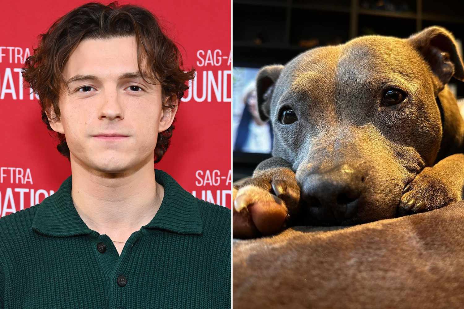 Tom Holland Says He’s ‘Missing My Lady’ in Sweet Post About His Late Dog Tessa