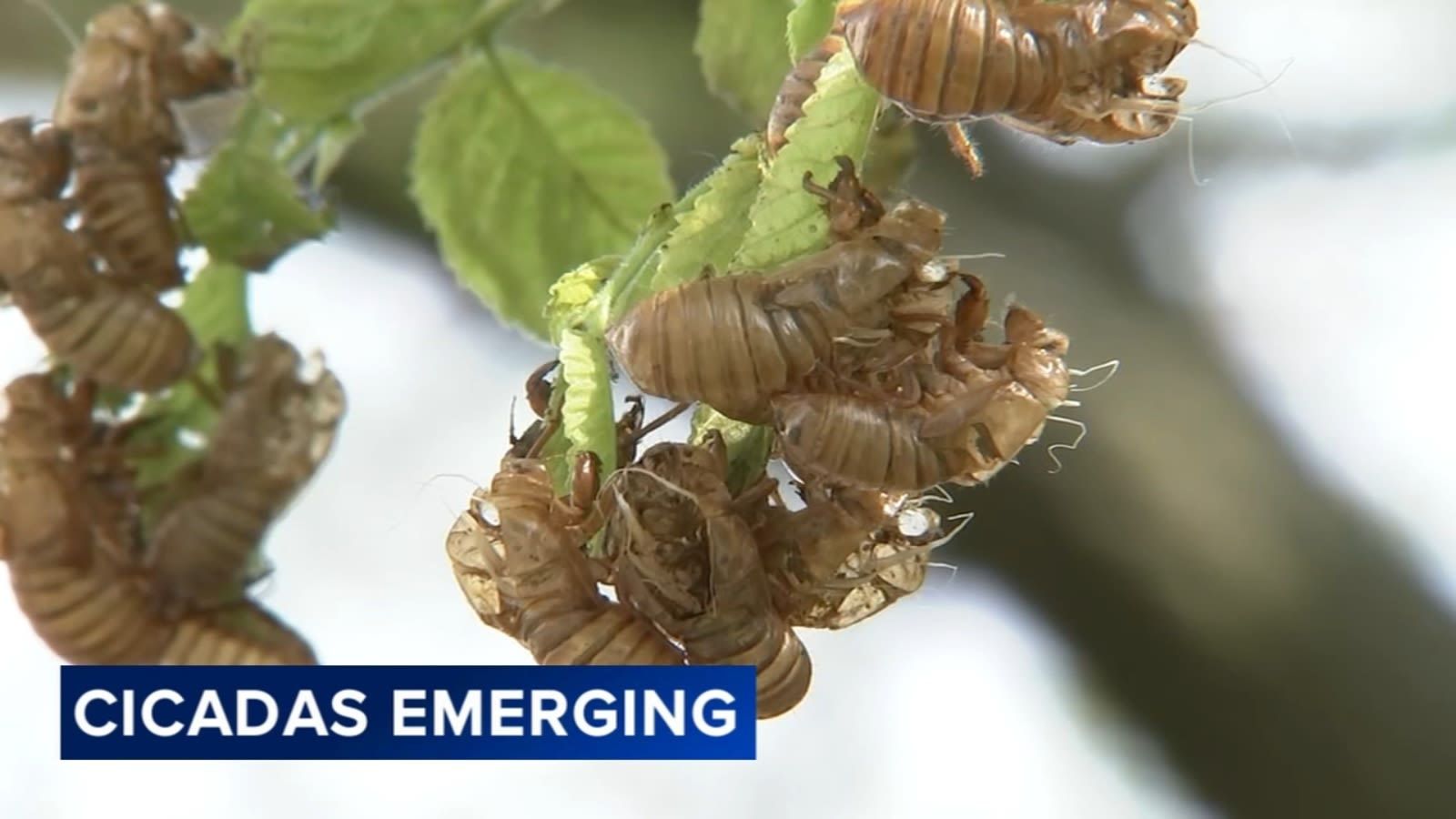 Cicada emergence begins in parts of Chicago area, mostly bugging suburbs: 'Don't be alarmed'