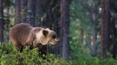 A World of Bears: 8 Hikes to See Bruins Around the Globe