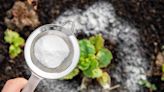 Baking Soda for Plants? Here’s Why That’s Not a Good Idea