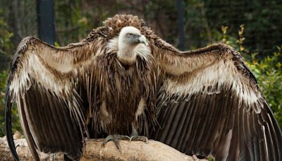 Decline population of vulture in India led to the 500,000 human deaths, costed nearly $70 billion, 5 lakh