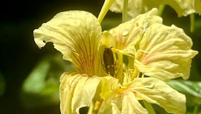 The heat has affected my garden for good (tall tomatoes) and bad (tick alert)