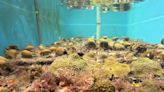 In the Florida Keys, record ocean temps spark scramble to save dying corals