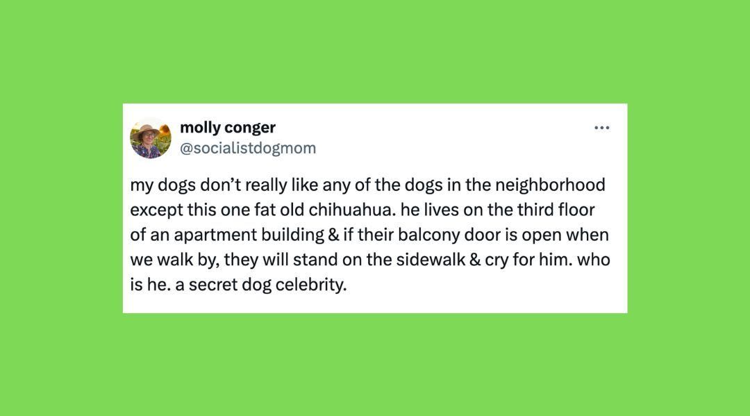 26 Of The Funniest Tweets About Cats And Dogs This Week (July 6-12)