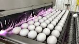 Bird flu, weather and inflation conspire to keep egg prices near historic highs for Easter