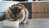 ¿Cómo alimentar a un gato adulto mayor y qué hacer si no quiere comer?