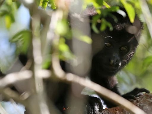 Se extiende la emergencia: mueren 7 monos aulladores más en Veracruz a causa del calor