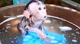 Social media users abusing monkeys in sickening videos for money and hits