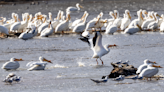 5 things to know about the Mississippi Flyway as spring bird migration begins