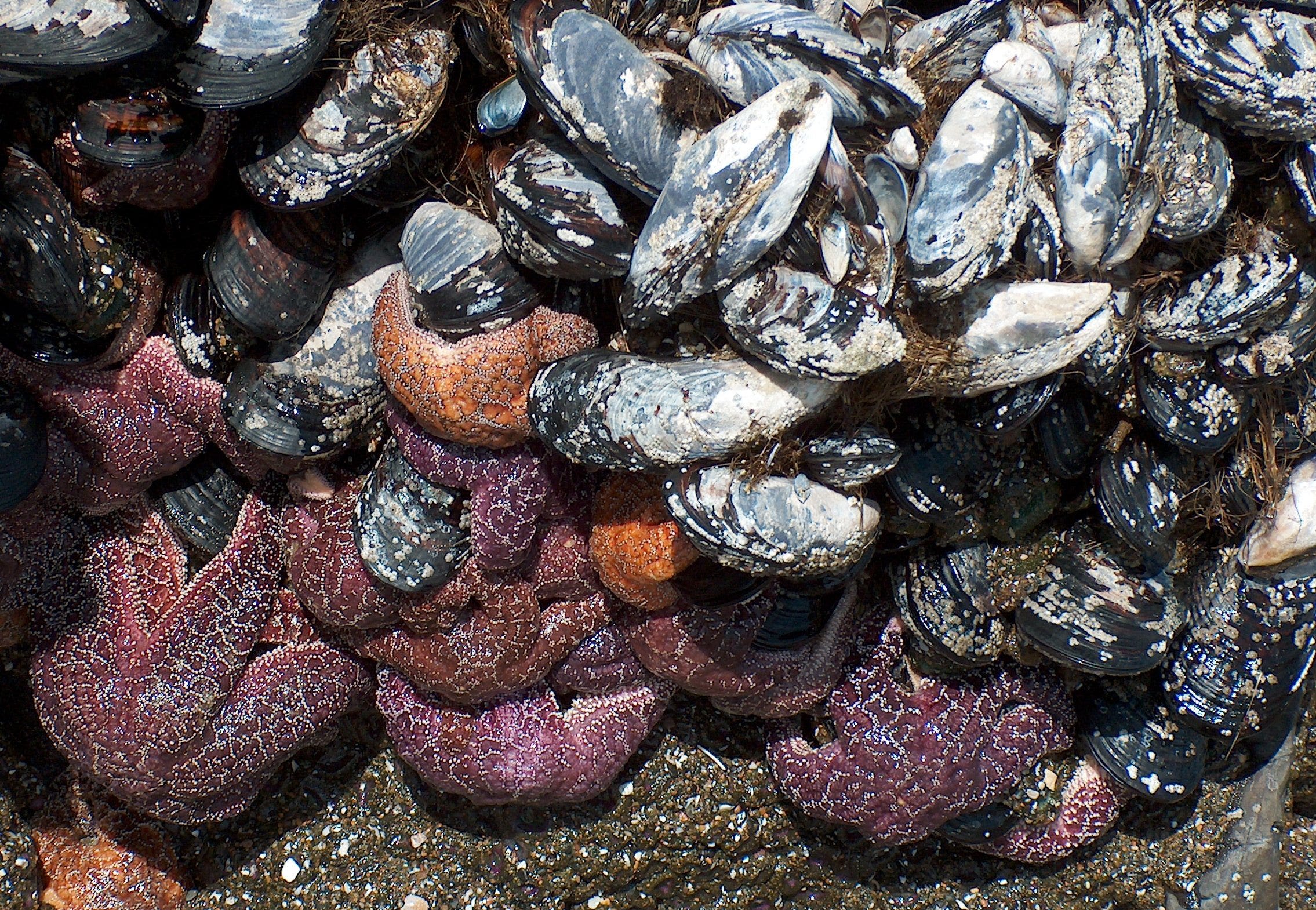 After 21 sickened by biotoxin, sweeping shellfish closures issued for Oregon Coast