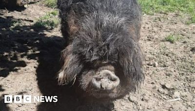 Fair Oak: Pig rescued by fire crews after getting trapped in mud