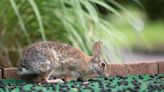 Kansas' rabbit population saw a slight decline, a survey shows. What's saving the species?