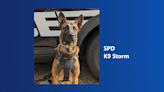 K-9 Storm nabs suspect following pursuit