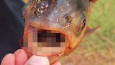 Oklahoma Boy Discovers 'Terrifying' Fish With Humanlike Teeth In Pond