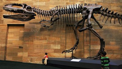 The Largest Carnivorous Dinosaur May Not Have Been T. Rex