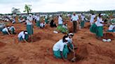 The issue with India’s tree planting schemes