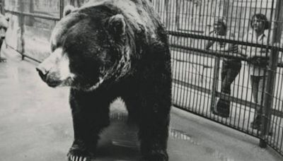 World's biggest bear 'Clyde' weighed over 2,000lbs and was 9ft tall