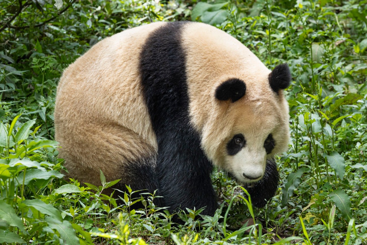 Pair of giant pandas set to travel from China to San Diego Zoo under conservation partnership