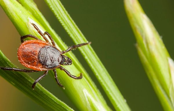 Is Lyme disease curable? Here's what you should know about tick bites and symptoms.