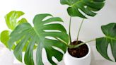 How to Tell If Your Monstera Plant Is Dying
