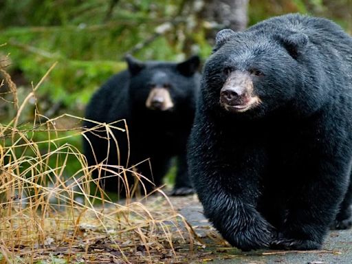 Confirmaron el primer ataque mortal de oso negro en California