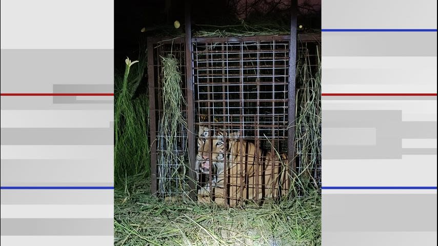 Escaped Reynosa tiger caught