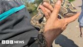 Woman finds python curled up in grass at King's Mill Reservoir