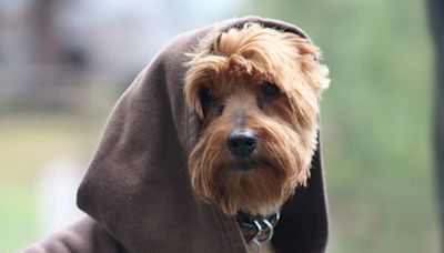 10 Star Wars Costumes for Dogs to Celebrate Halloween & Beyond