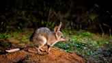 Bilbies could hop back into mild climate zones, study finds