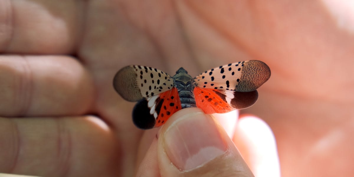 Spotted lantern flies invade New York