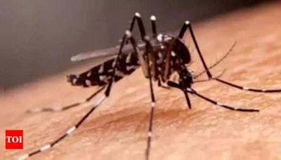 BBMP audit confirms 1 dengue death, 213 new cases in Bengaluru | Bengaluru News - Times of India