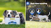 Curious pup? Track your dog with PetSafe's new smart GPS collar